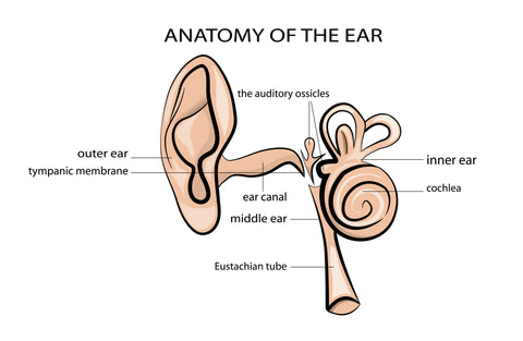 Anatomia urechii