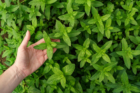 ceai de menta beneficii