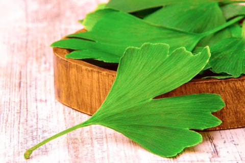 utilizare Ginkgo Biloba