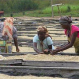 ルワンダ スカイヒル 生豆収穫