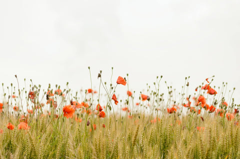 Blomster mark