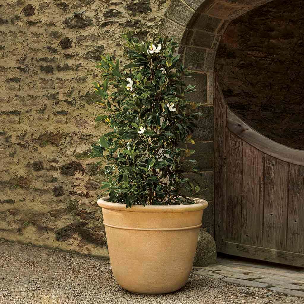 https://cdn.shopify.com/s/files/1/0566/4492/7571/products/P832-carema-planter-xlg-cast-stone-contaners-containers-tr.jpg?v=1697812780