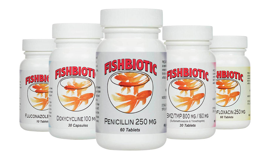 can dogs take fishbiotics amoxicillin 500mg