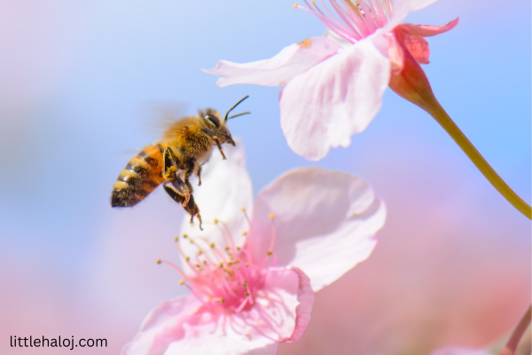 Bee names - Bee landing on Pink Flower