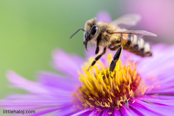 Bee names - bee on purple flower