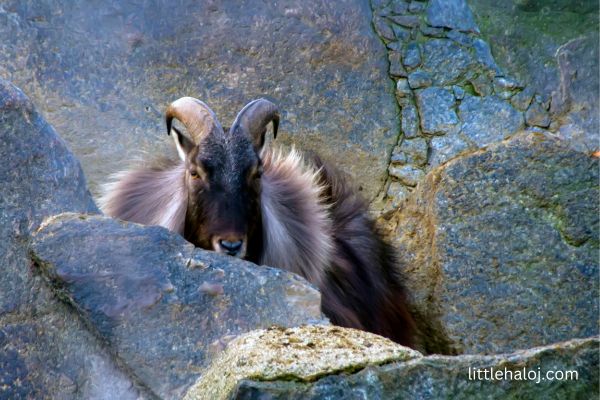 Tahr