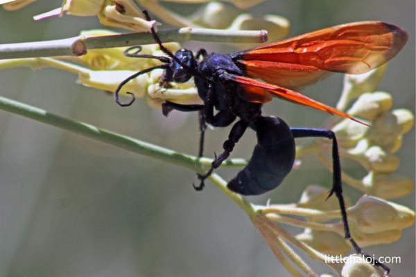 Trantula Hawk