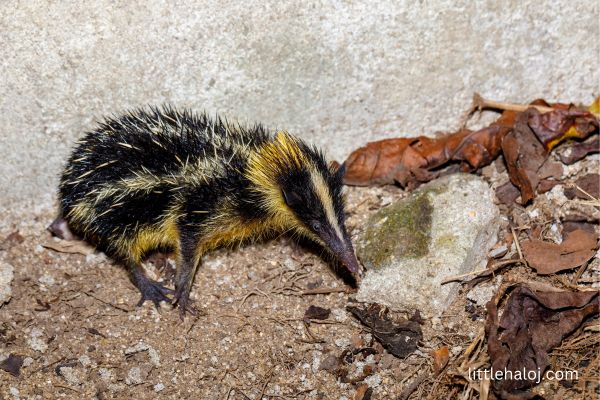 Tenrec