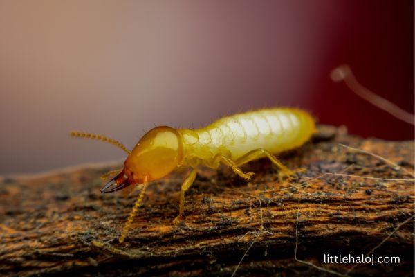 Termite