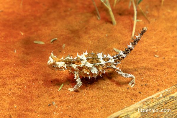 Thorny Devil