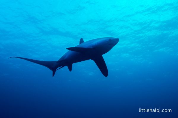 Thresher Shark