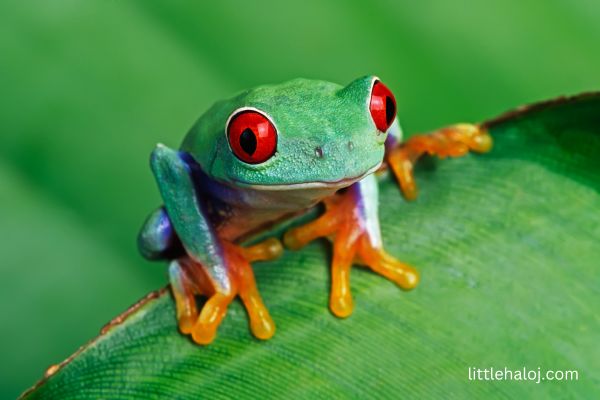 Treefrog