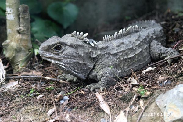 Tuatara