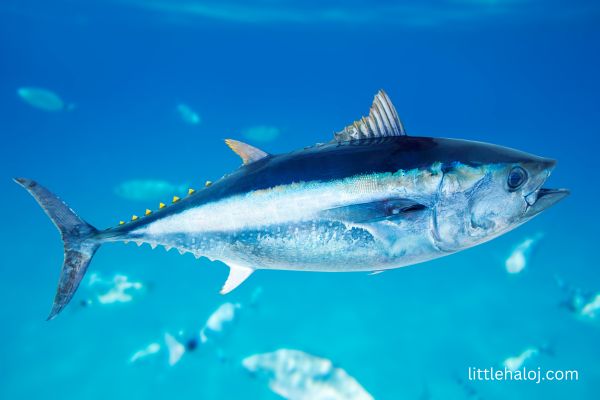 Tuna Fish