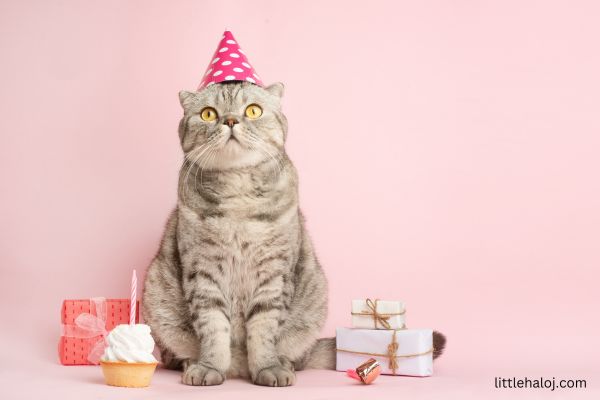 Cat wearing party hat with birthday presents
