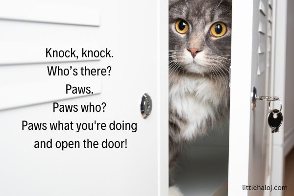 Cat with knock knock joke overlay