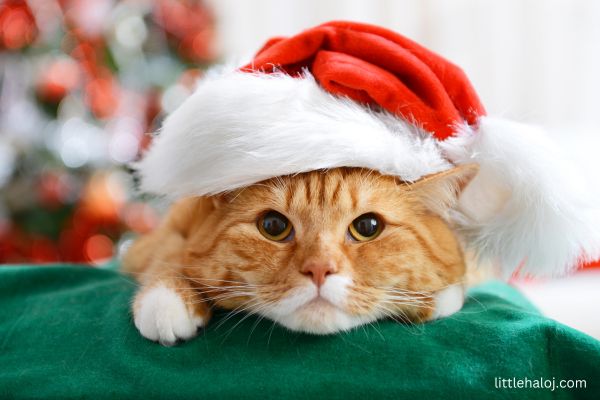 Christmas Cat