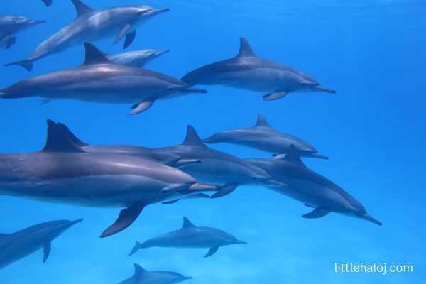 Group of dolphins