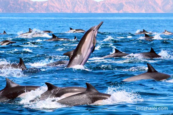 Pod of dolphins