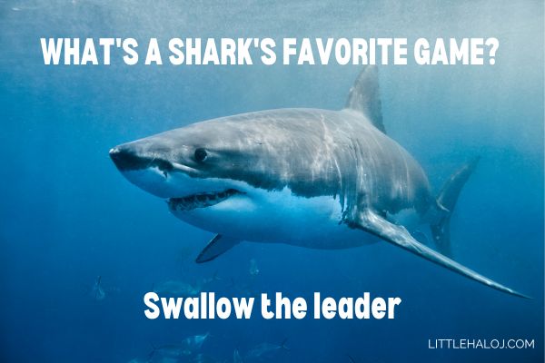 Funny Shark Joke