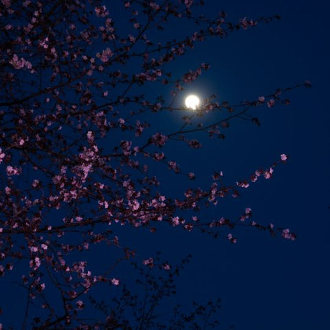 Full Moon Meditation April Pink Moon Meditation