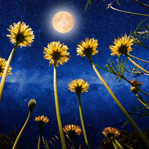 Full Moon Meditation May Flower Moon Meditation