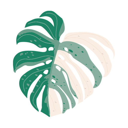 Plant Mama Sticker Pack (4 Pack) Variegated Plants, Monstera, Pink Pri –  Ottos Grotto :: Stickers For Your Stuff