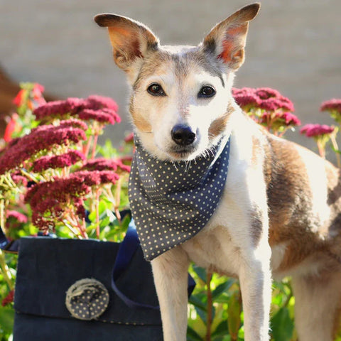 Glamourpurrs | Hettie Charlie Dog Bandana Spot