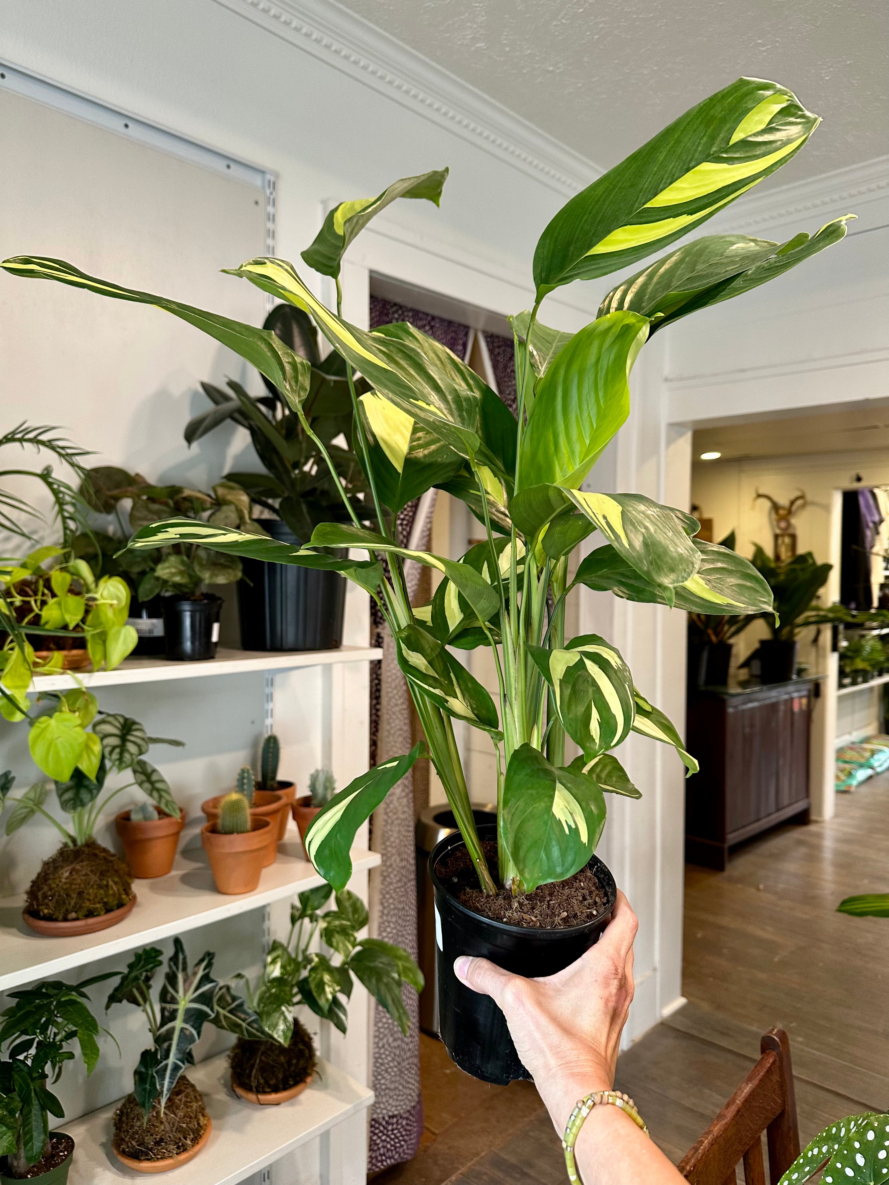 Ctenanthe 'Lubbersiana'