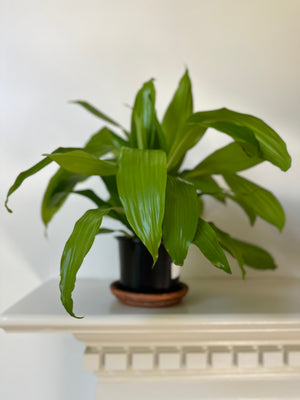 Dracaena 'Lime Light' - Dirt Bag - Dracaena Fertilizer