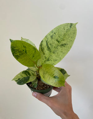 Ficus 'Shivereana Moonshine' - Dirt Bag - Ficus Fertilizer