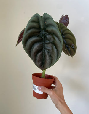 Alocasia Cuprea 'Red Secret' - Dirt Bag