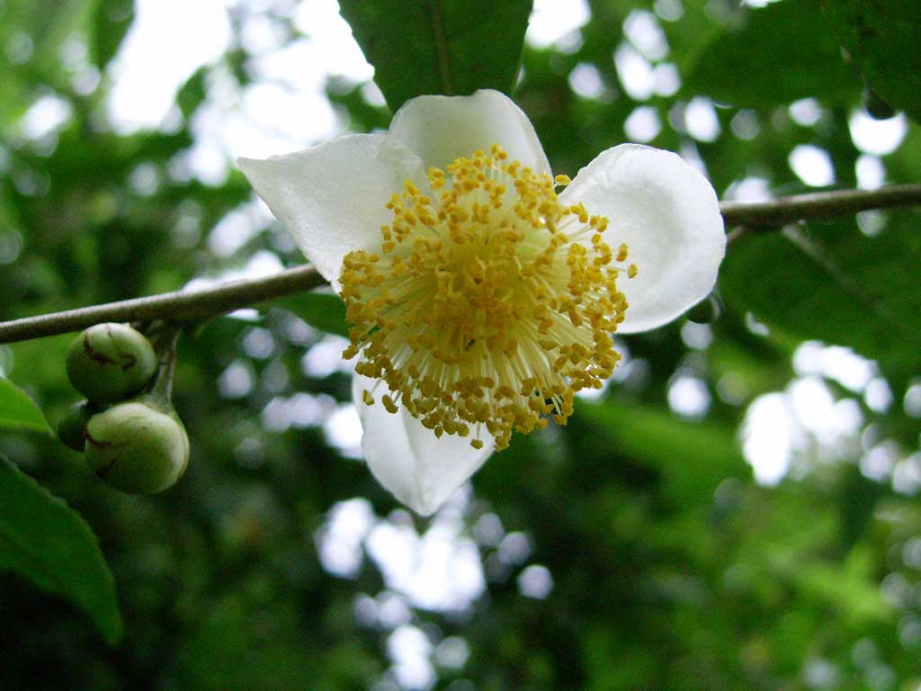 Green Tea Flower