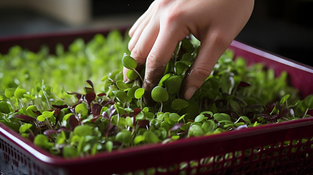 Adding Flavor to Salads