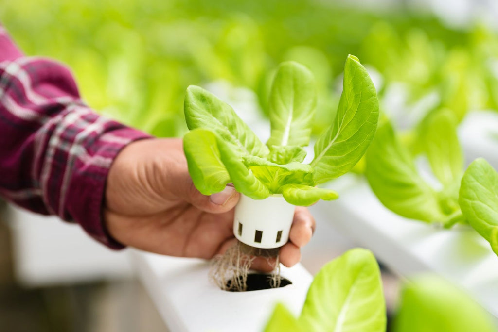 Benefits of Using Hydroponic Systems