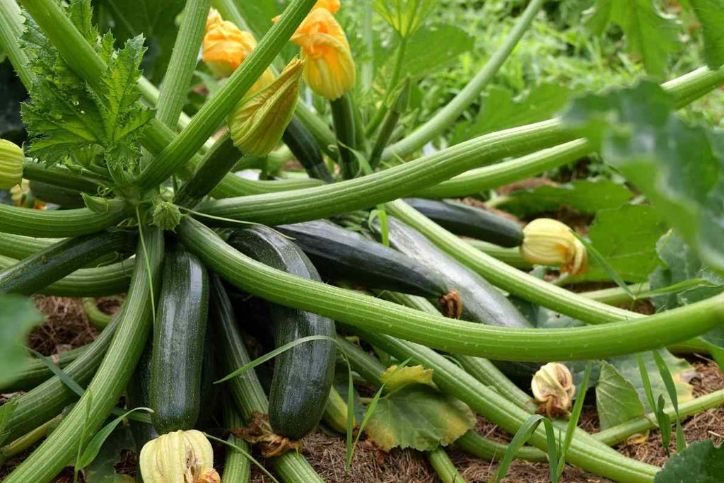 Caring For Your Hydroponically Grown Zucchini