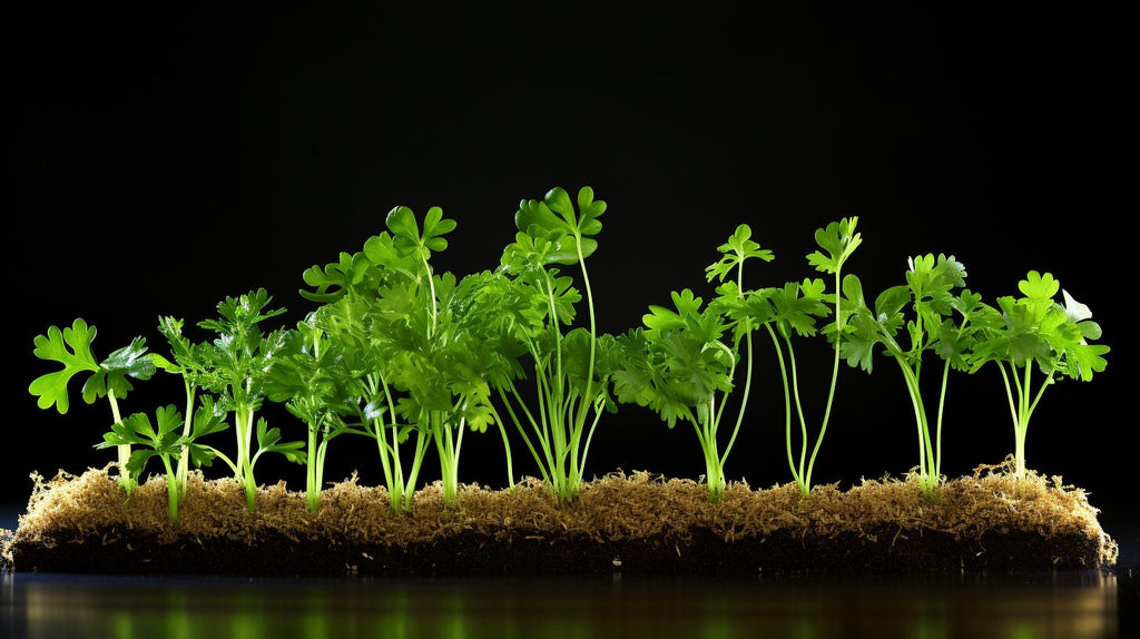 Caring for Your Microgreens