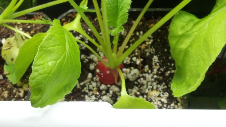 Common Challenges and Solutions in Hydroponic Radish Cultivation