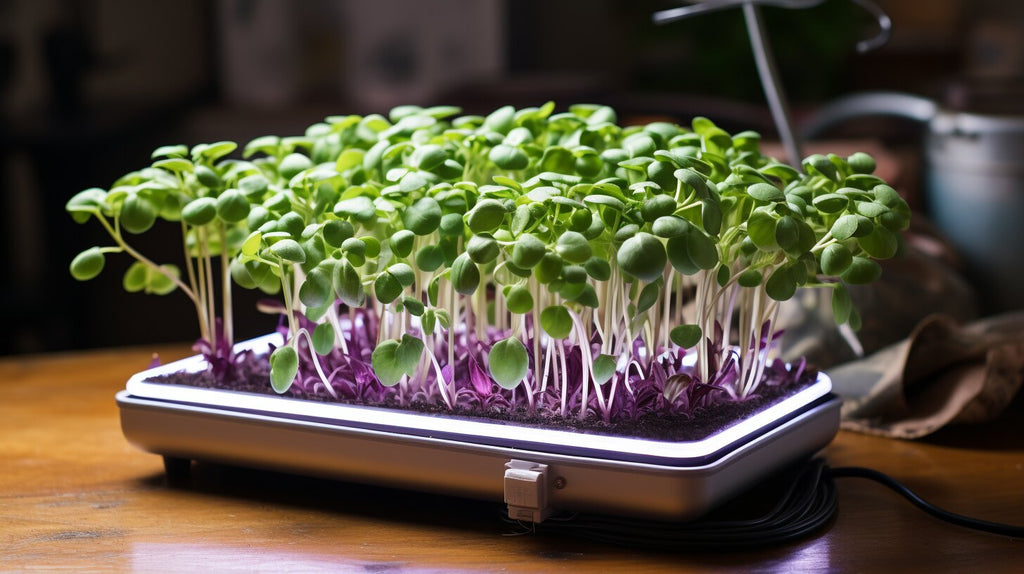 Common Issues While Growing Fava Bean Microgreens and How to Solve Them