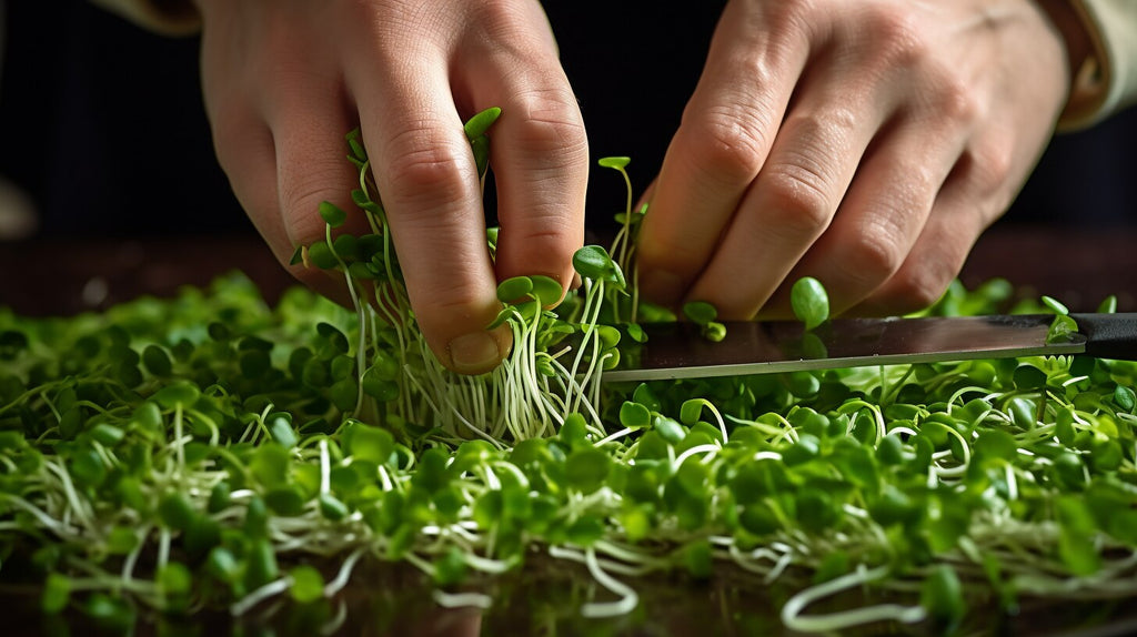 Harvesting Chervil Microgreens