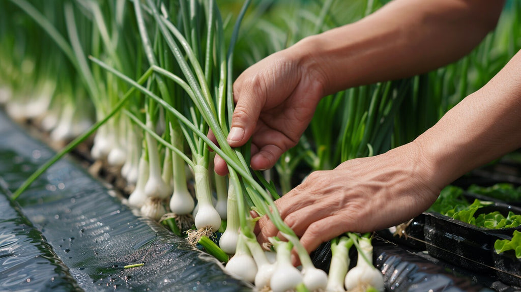Harvesting Hydroponic Green Onions