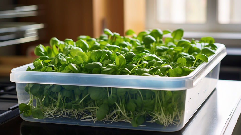 Health Benefits of Spinach Microgreens