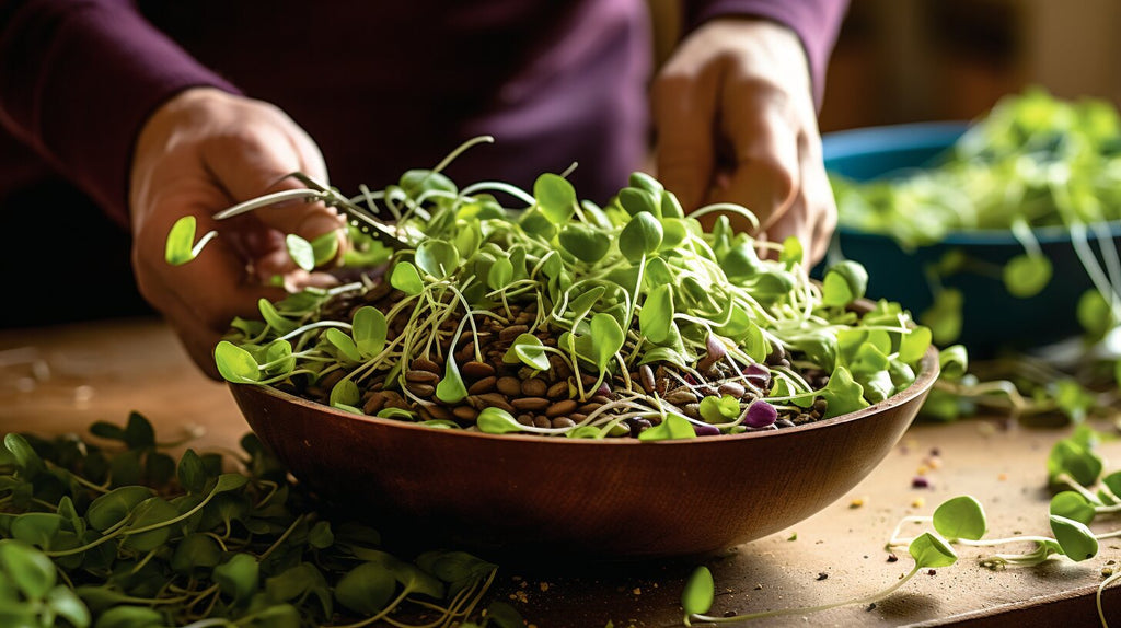 Incorporating Fava Bean Microgreens into Your Meals