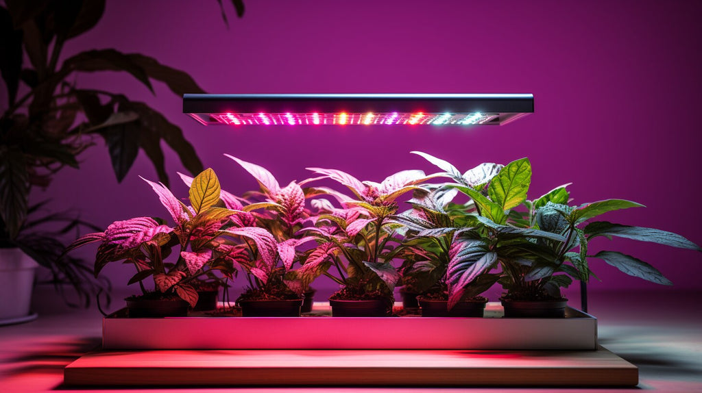 Red and Blue LED Grow Lights