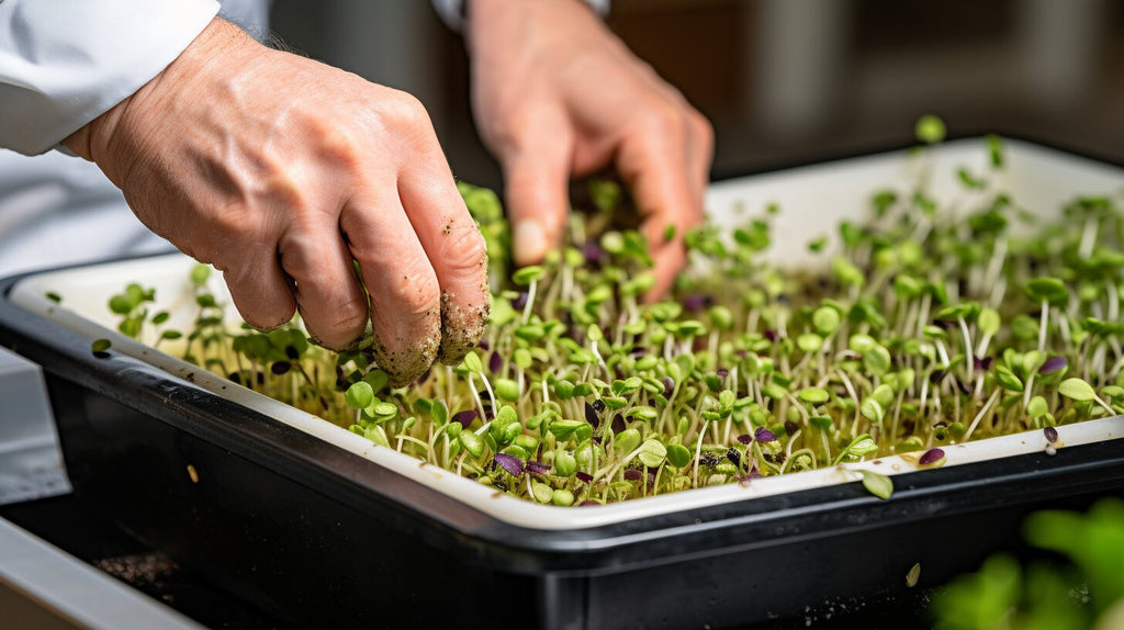 Step-by-Step Guide to Growing Fava Bean Microgreens