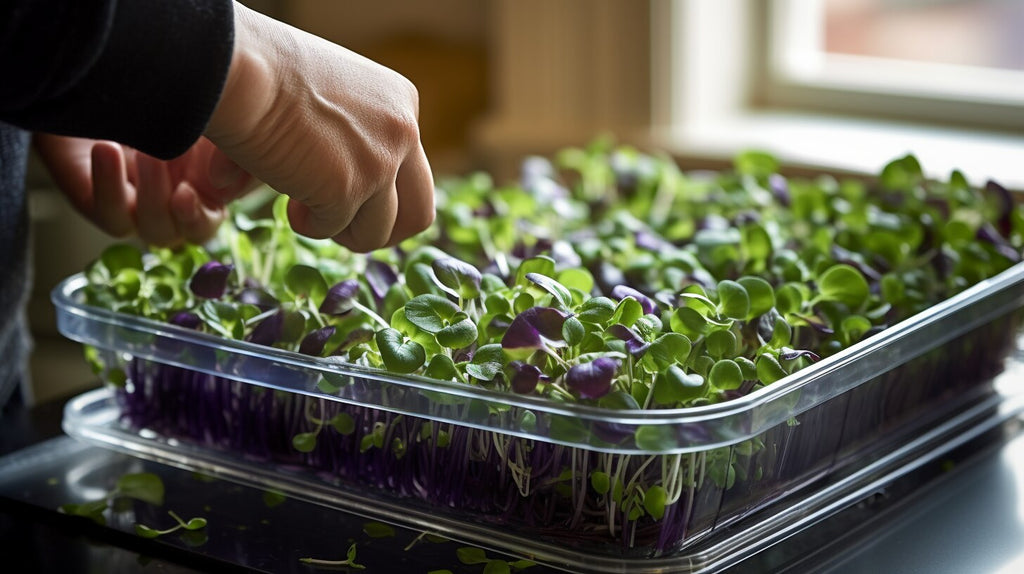 The Health Benefits of Borage Microgreens