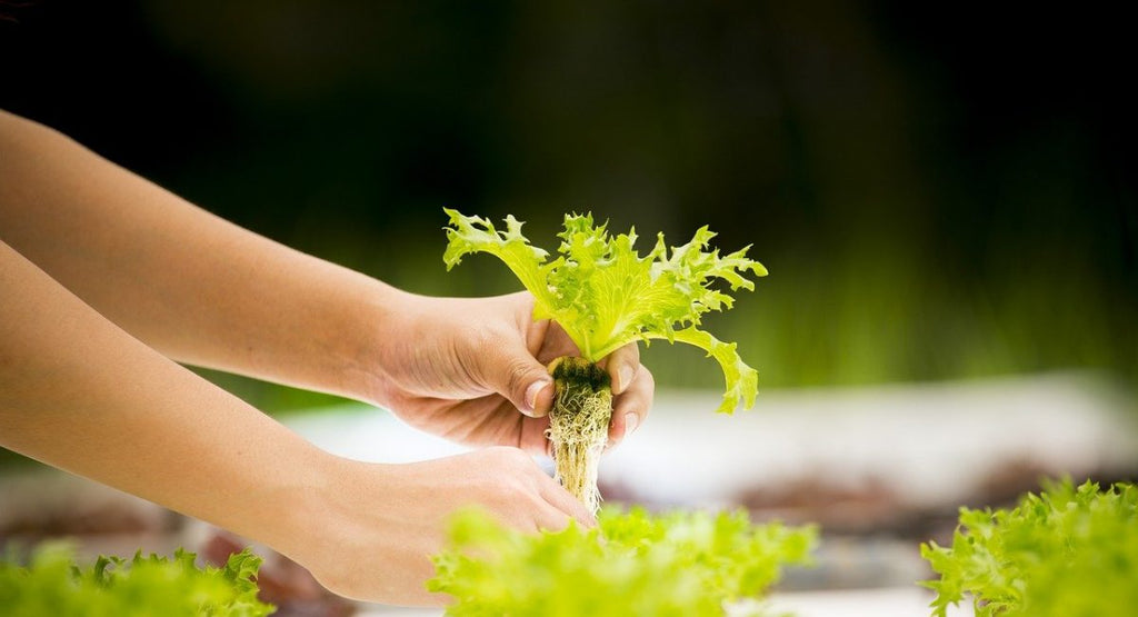 Tips For Maintaining Your Hydroponic Garden