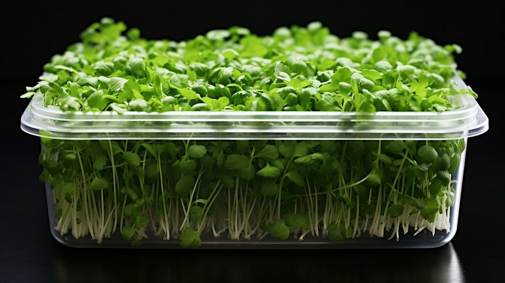 Using Chervil Microgreens