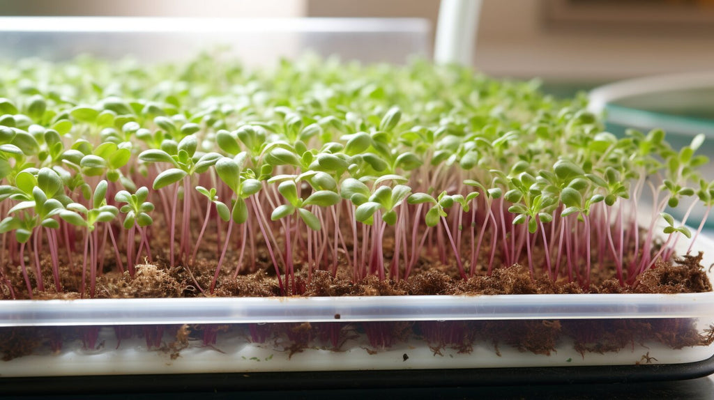 What are Sorrel Microgreens?