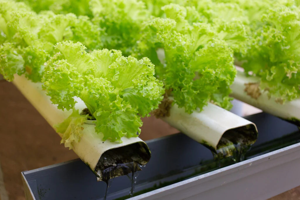 What Are The Components of a Hydroponic System?